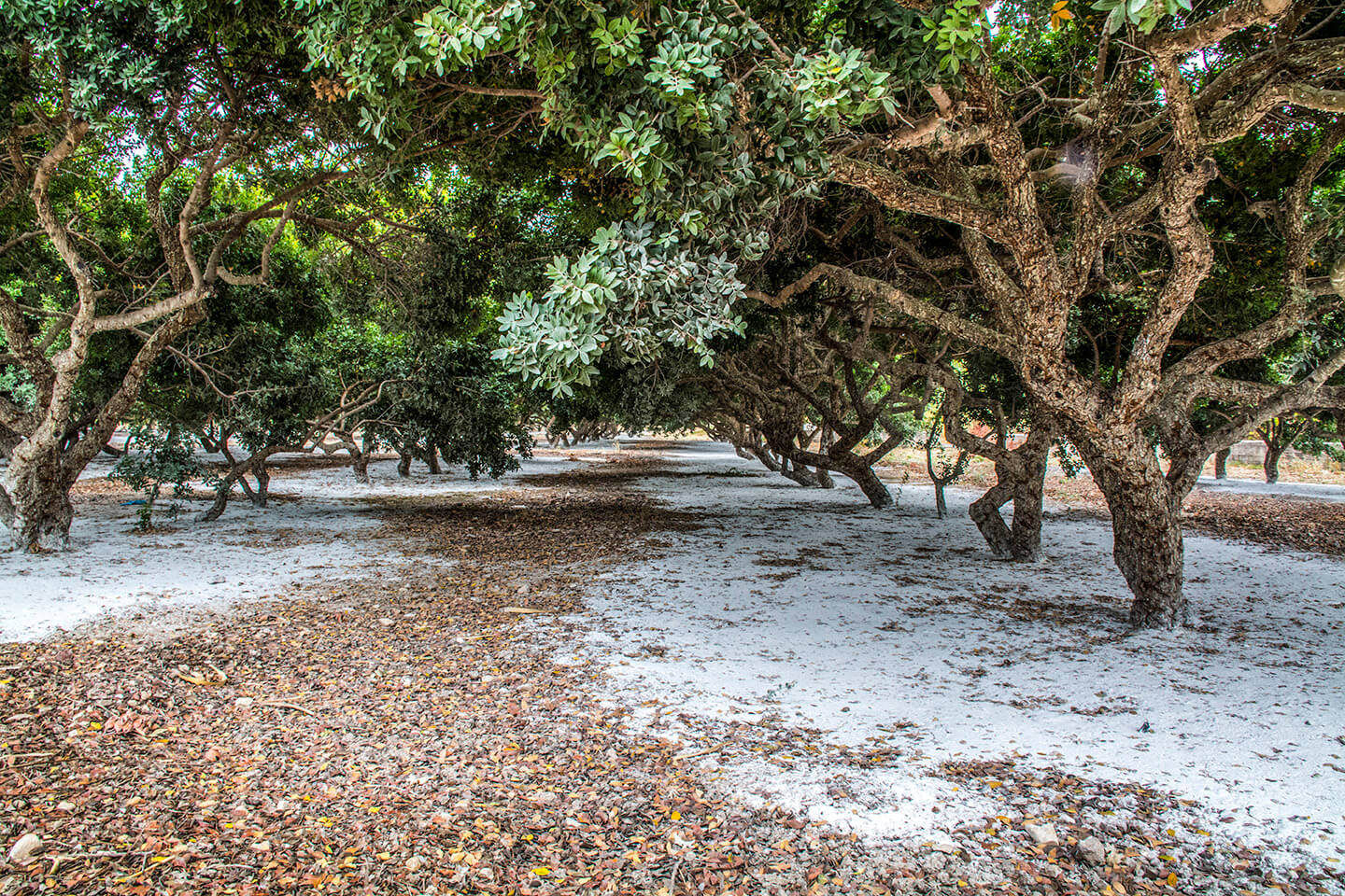Adopt Chios Mastiha trees